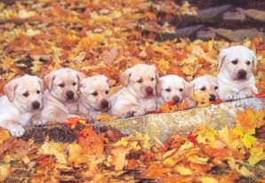 labii5.jpg labii5.jpg