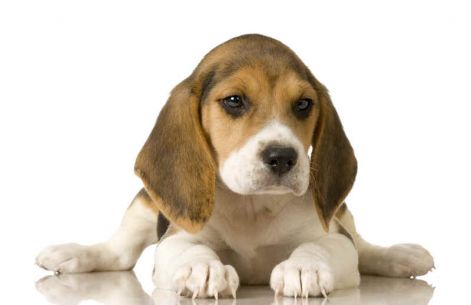 puppy-dog-beagle-2.jpg puppy-dog-beagle-2.jpg